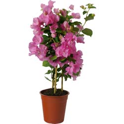 Bougainvillea glabra rosea